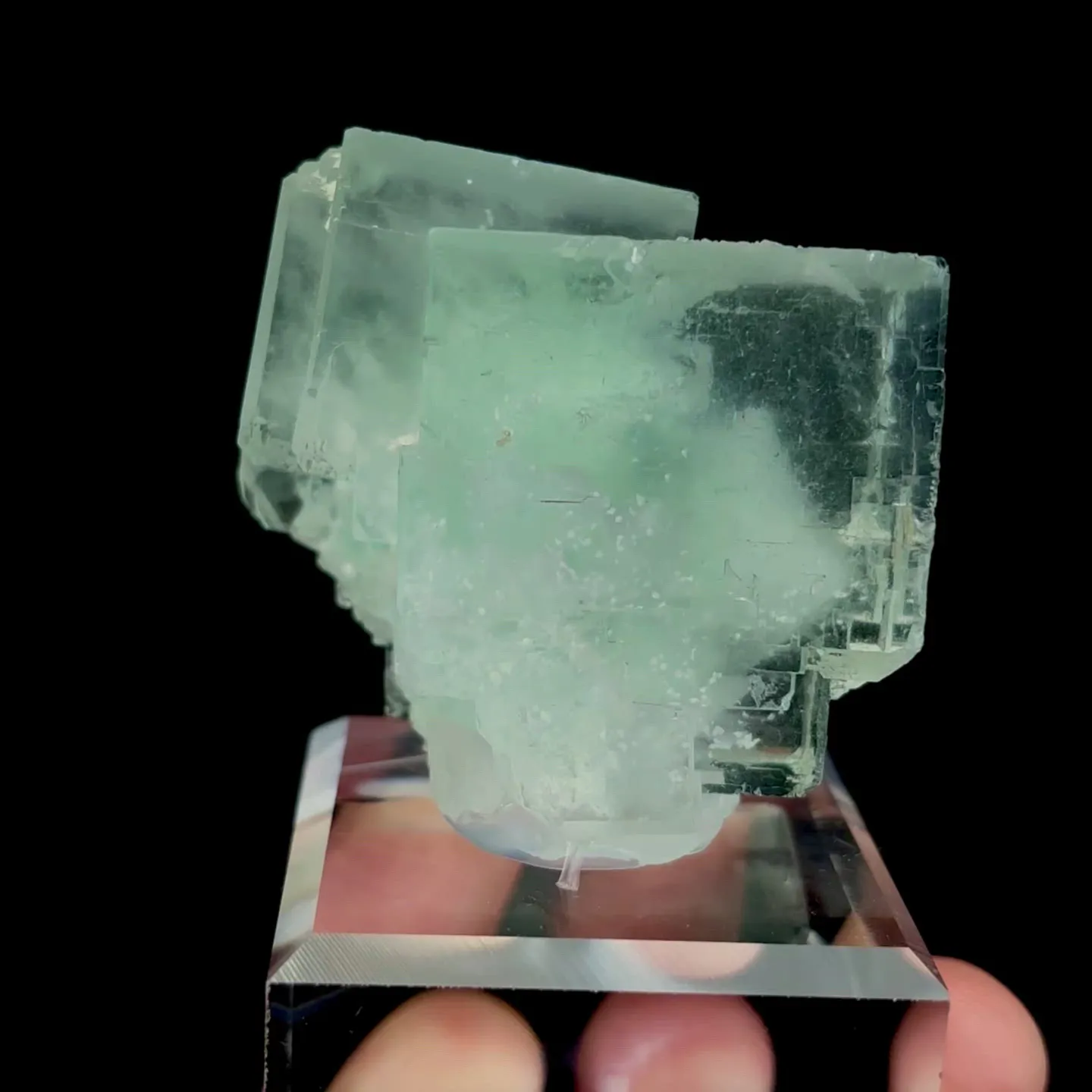 specimen video