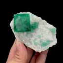 specimen video