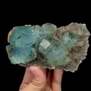 specimen video