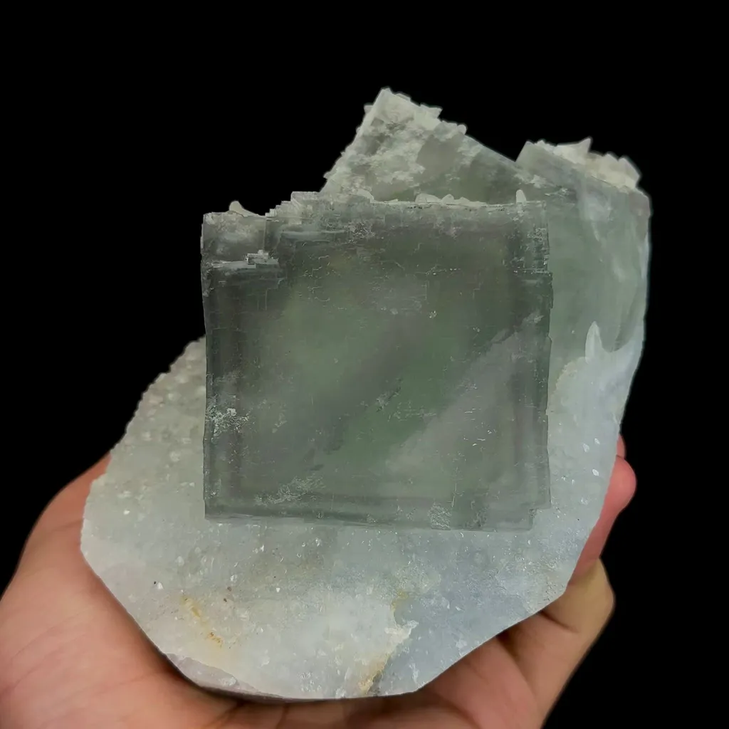 specimen video