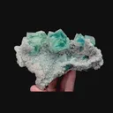 specimen video
