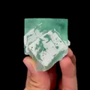 specimen video