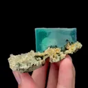 specimen video