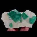specimen video