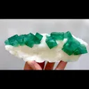 specimen video