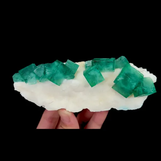 specimen video