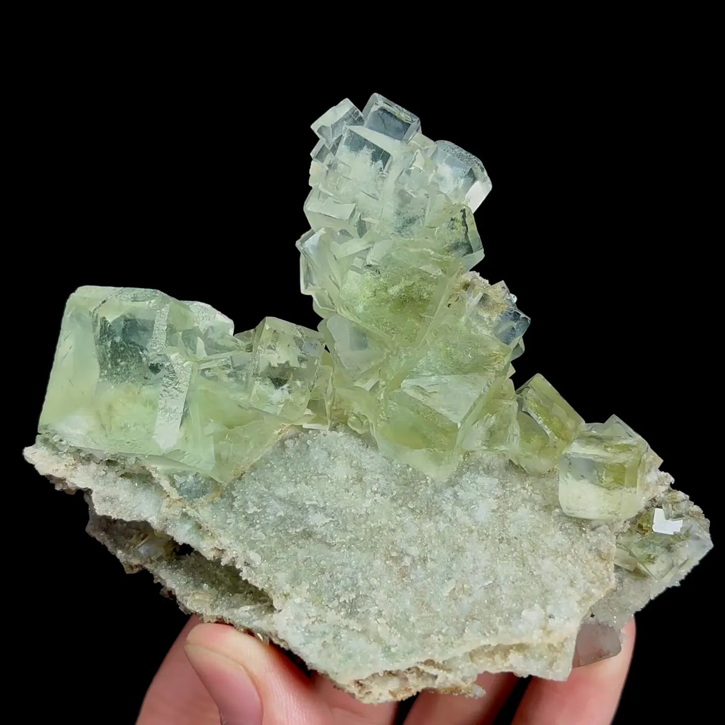 specimen video