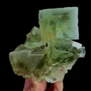 specimen video