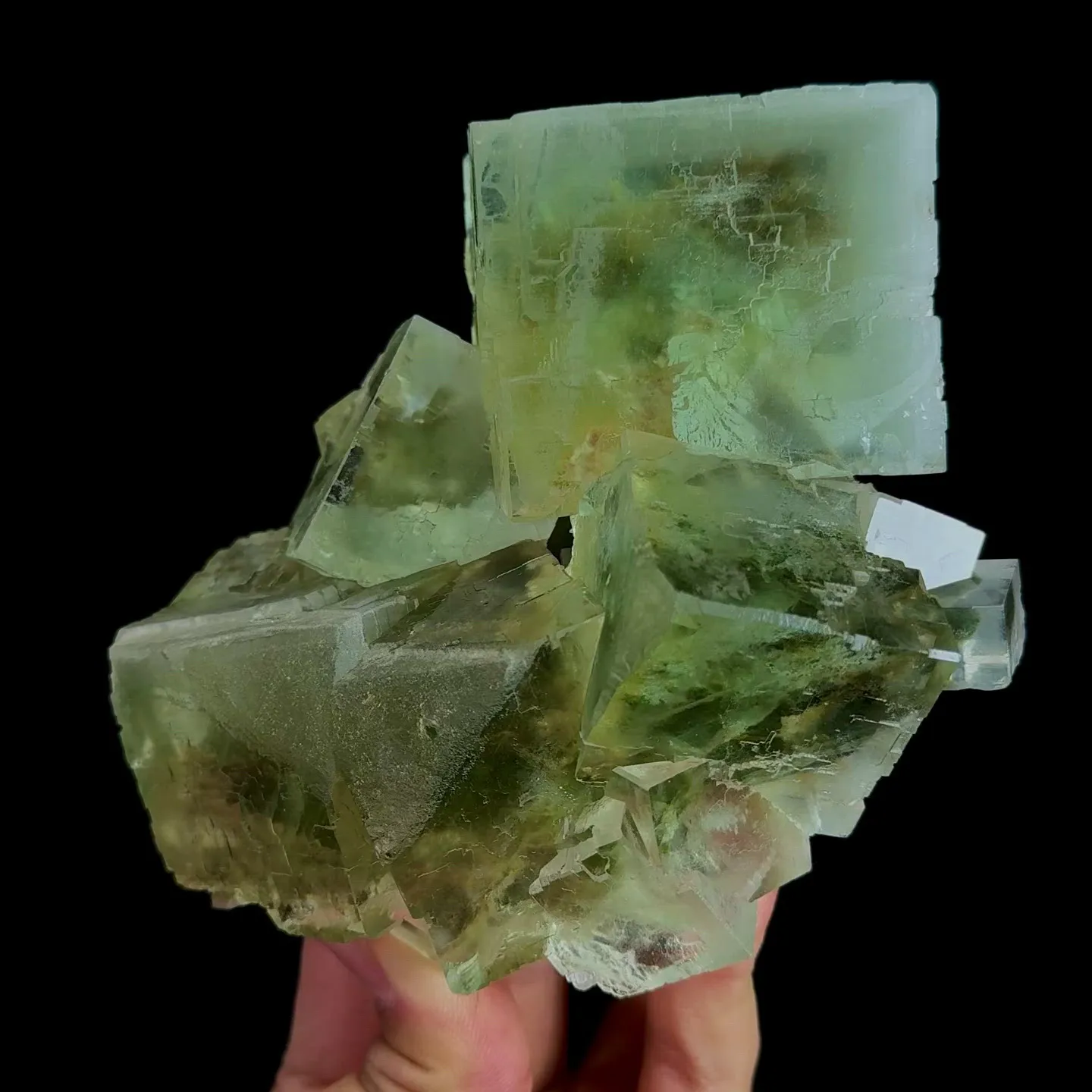 specimen video