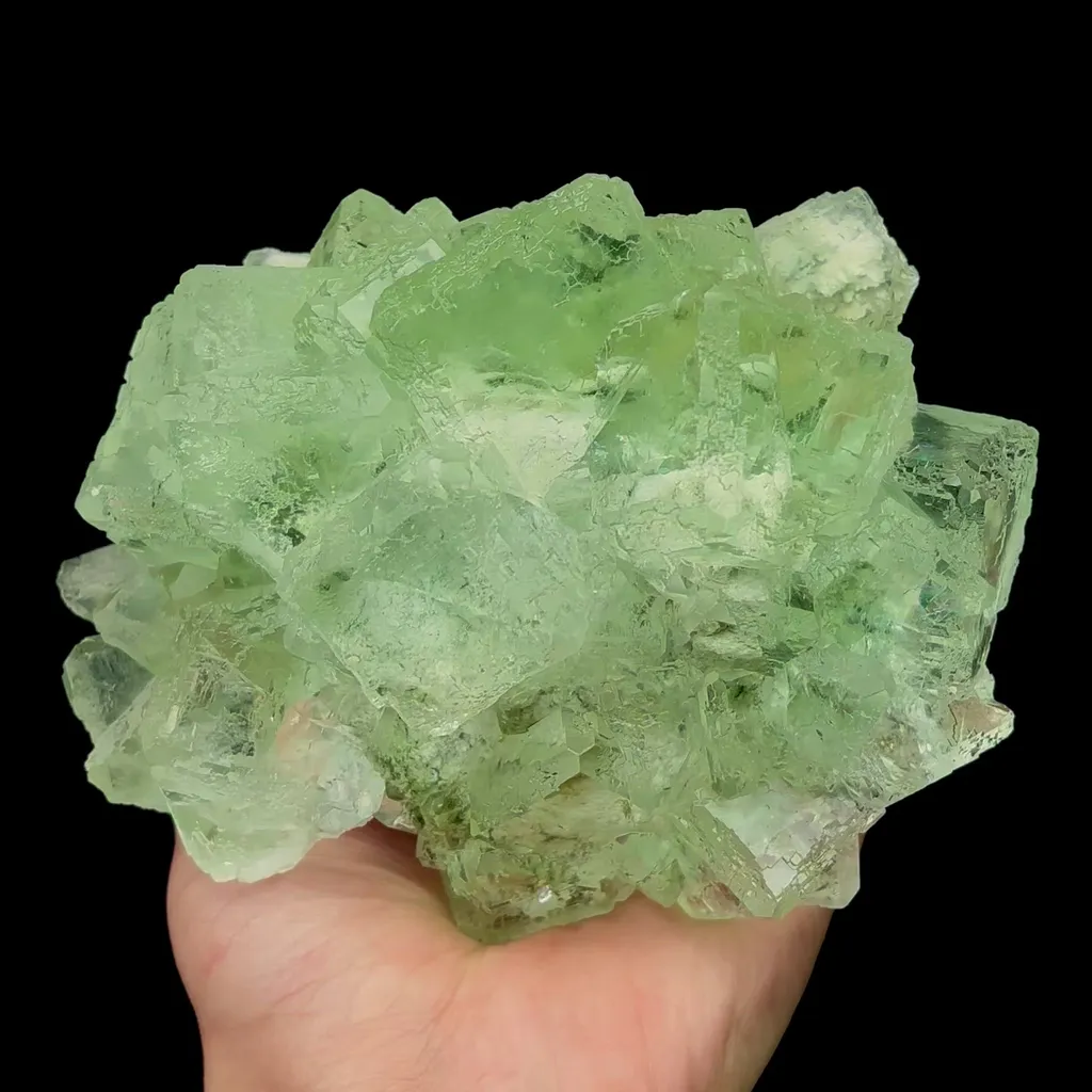 specimen video
