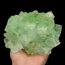 specimen video
