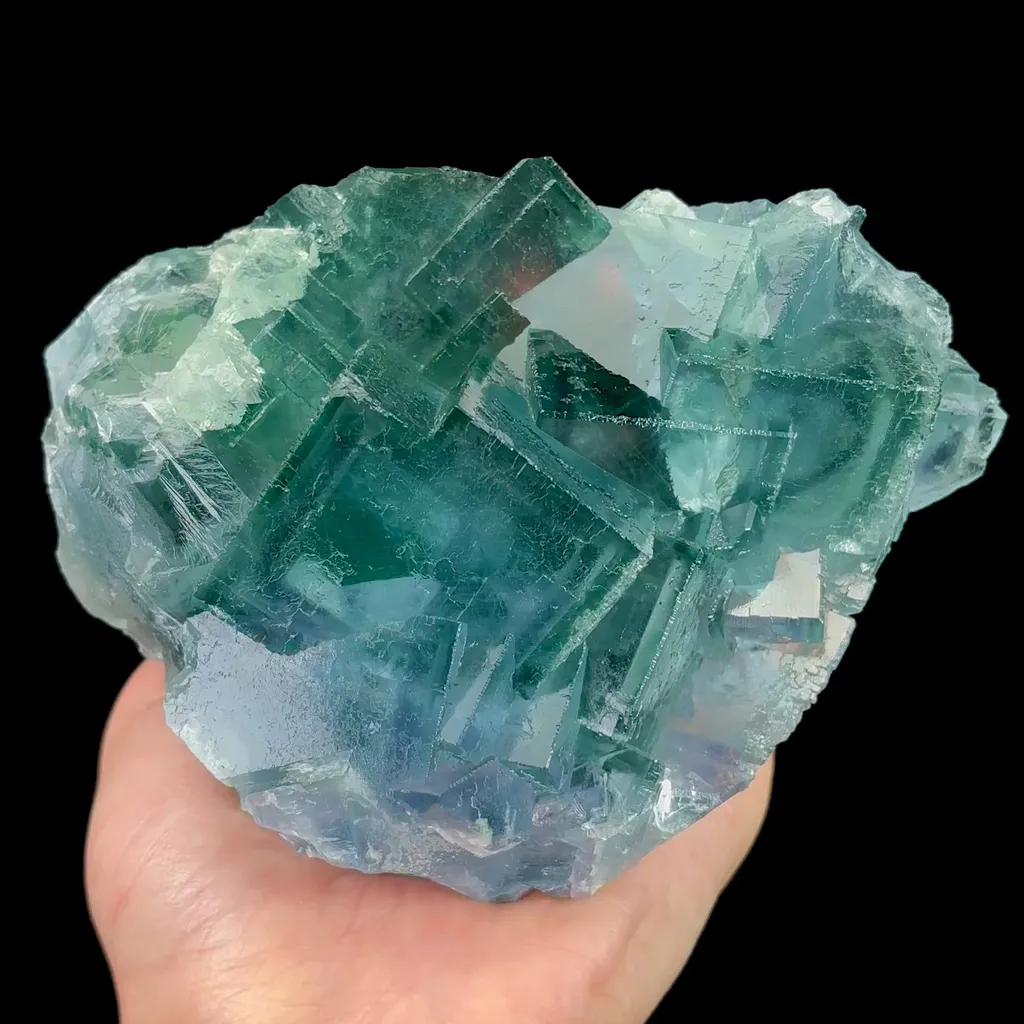 specimen video