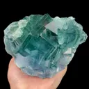 specimen video