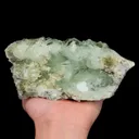 specimen video