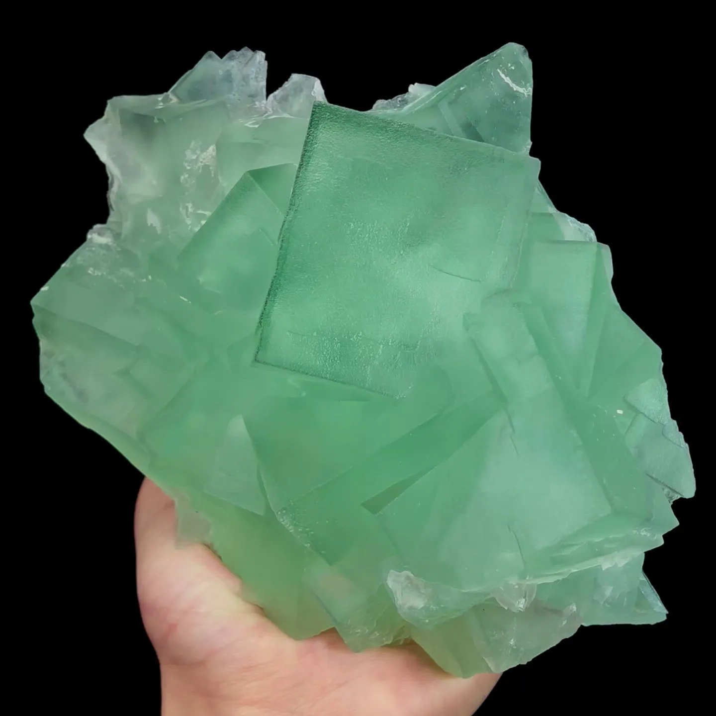 specimen video