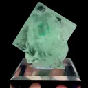 specimen video