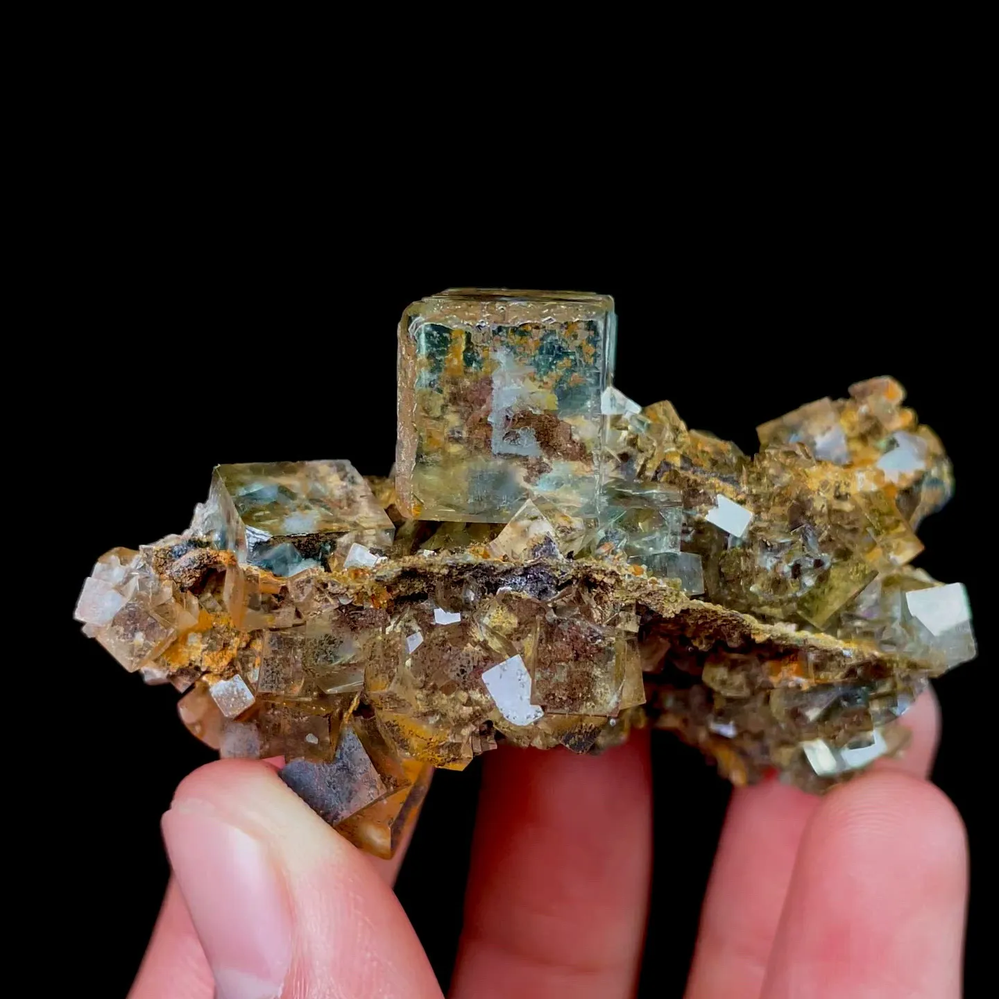specimen video