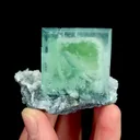 specimen video