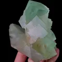 specimen video