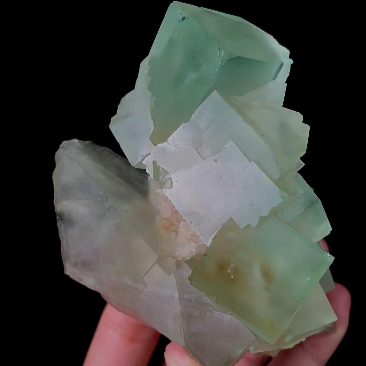 specimen video