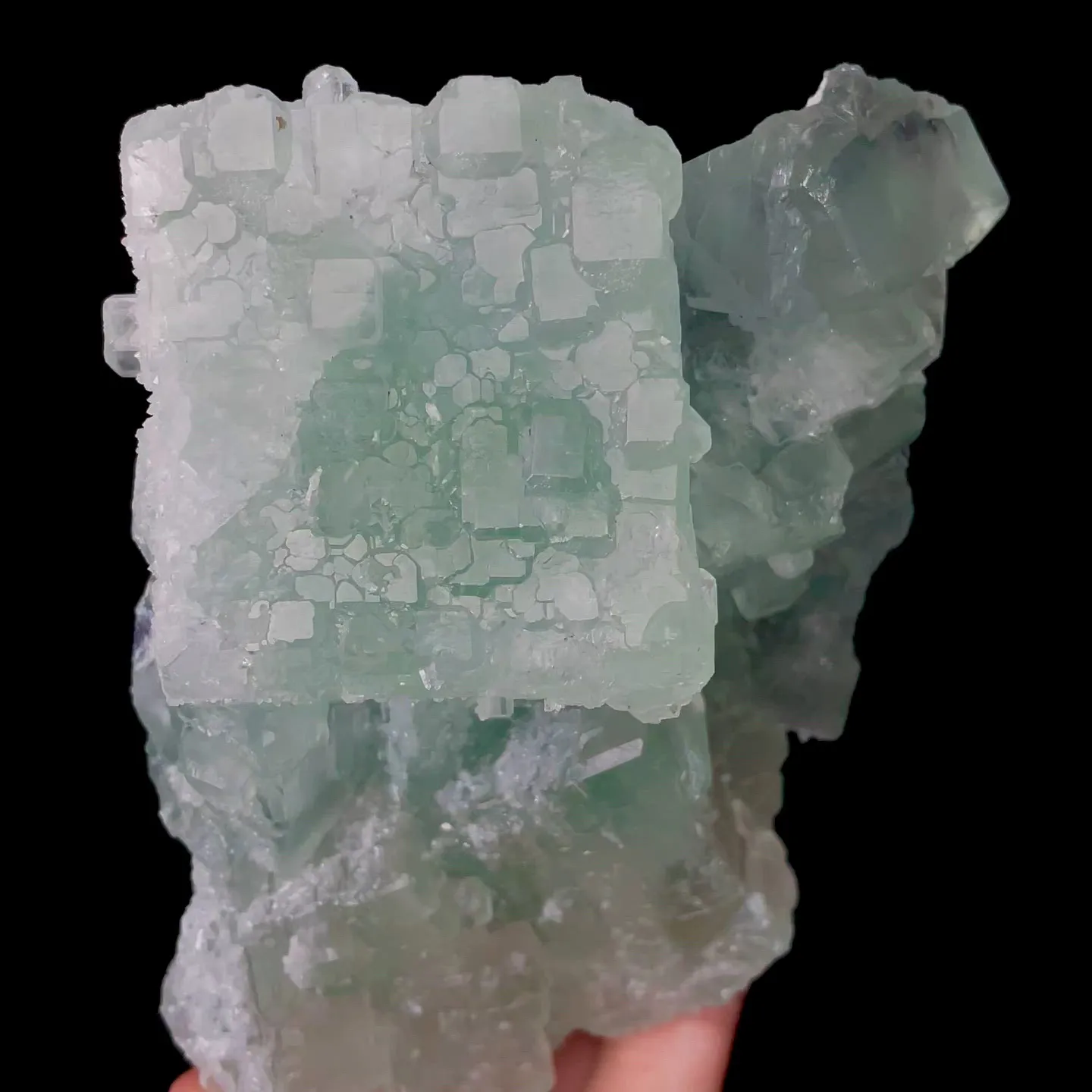 specimen video