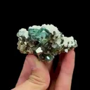 specimen video