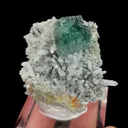 specimen video