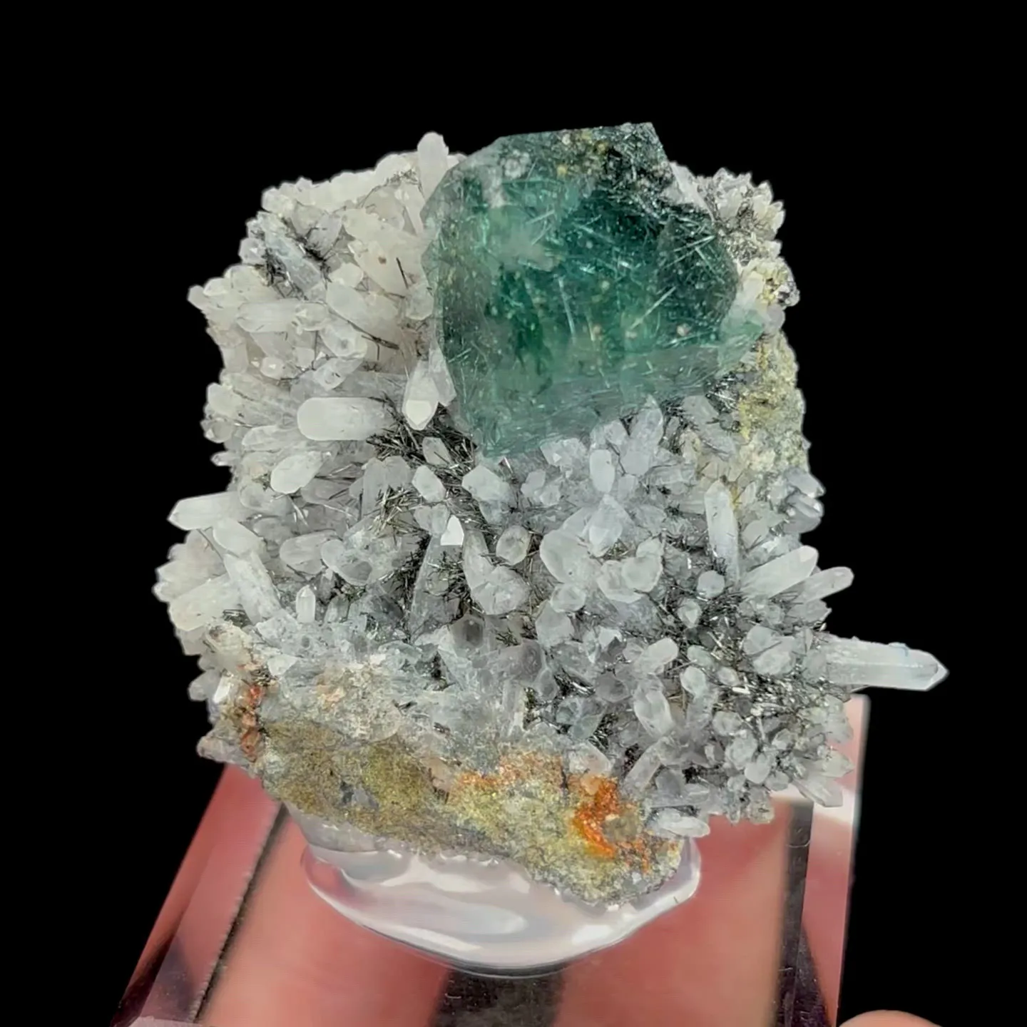specimen video