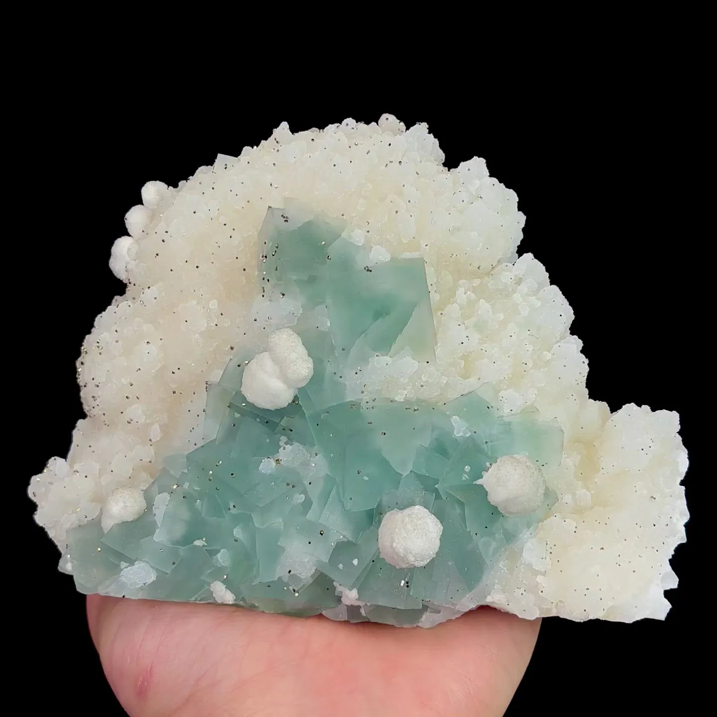specimen video