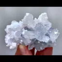 specimen video
