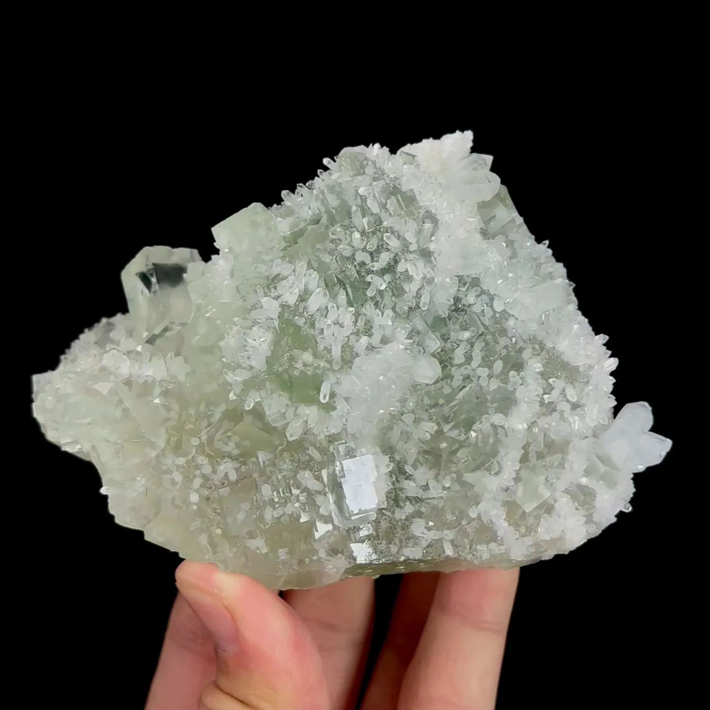 specimen video