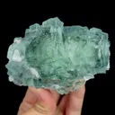 specimen video