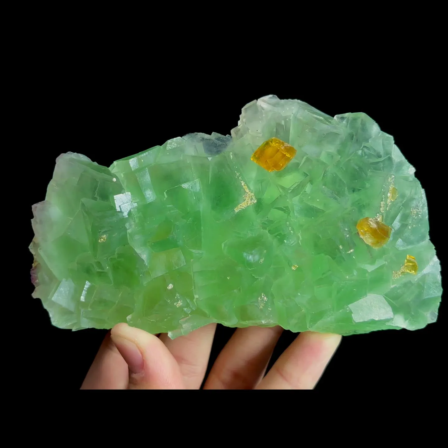specimen video