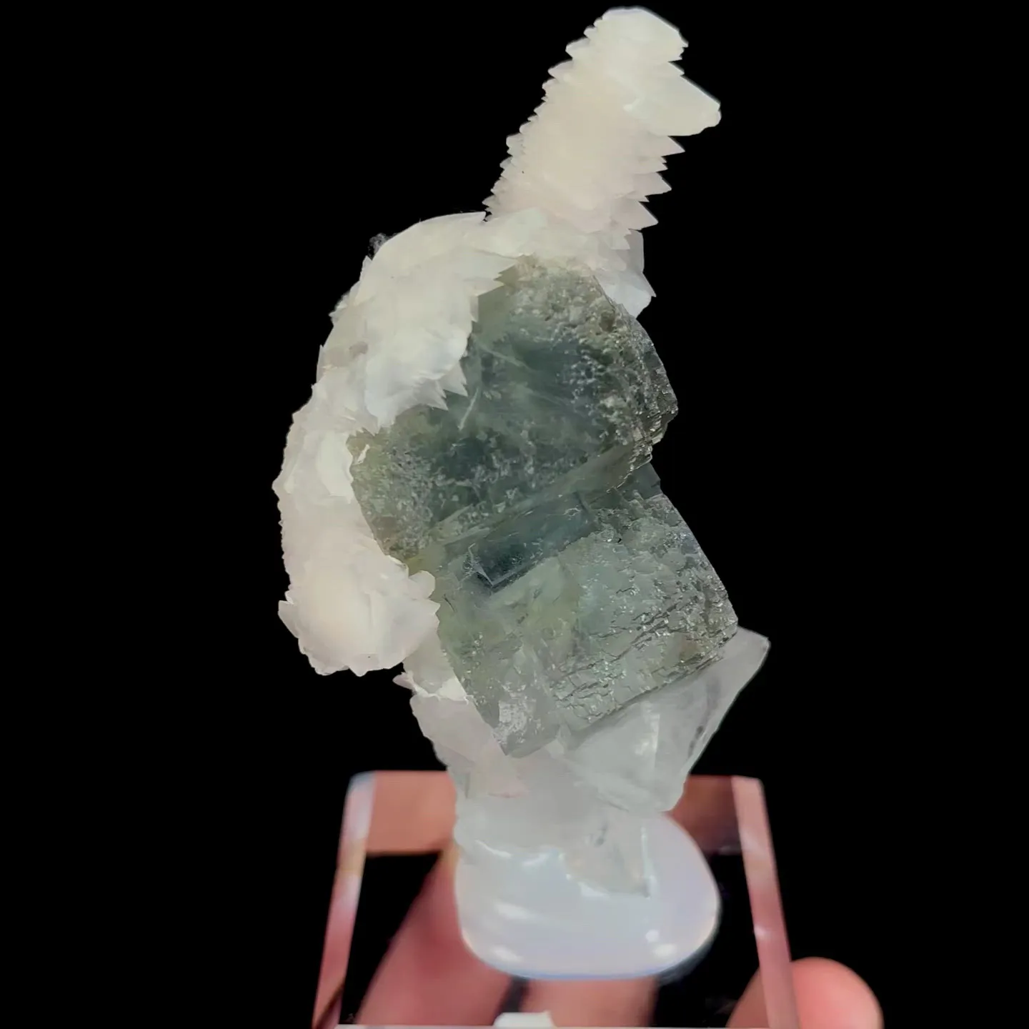 specimen video