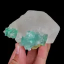 specimen video