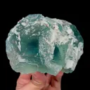 specimen video