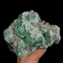 specimen video