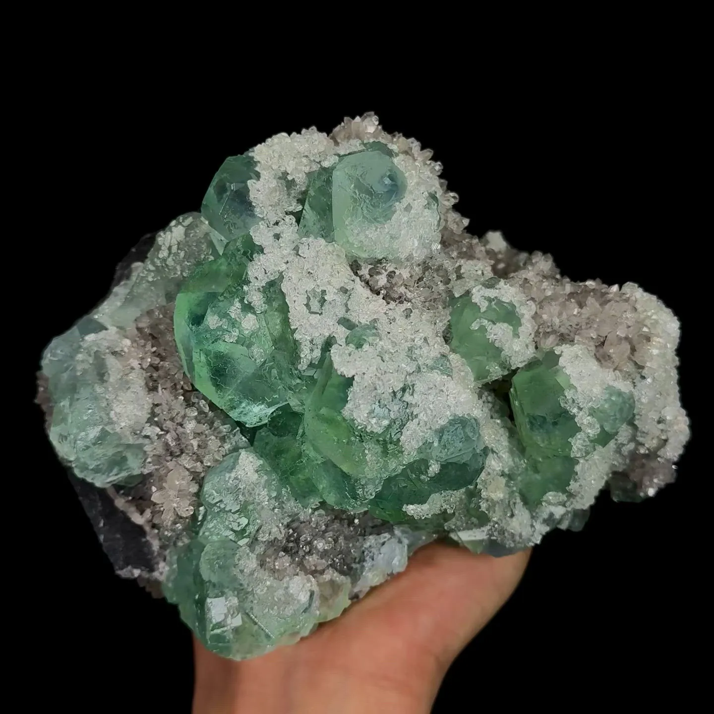 specimen video