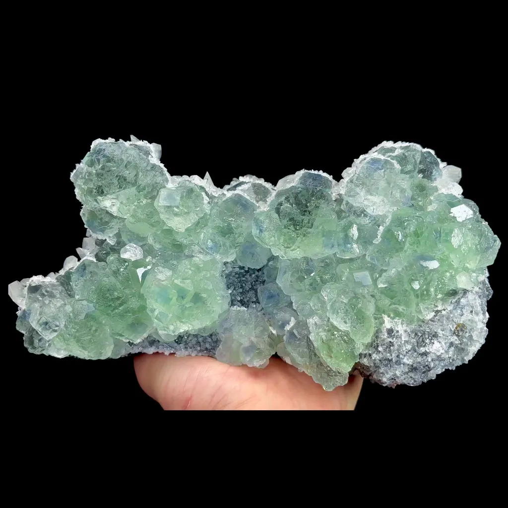 specimen video