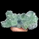 specimen video