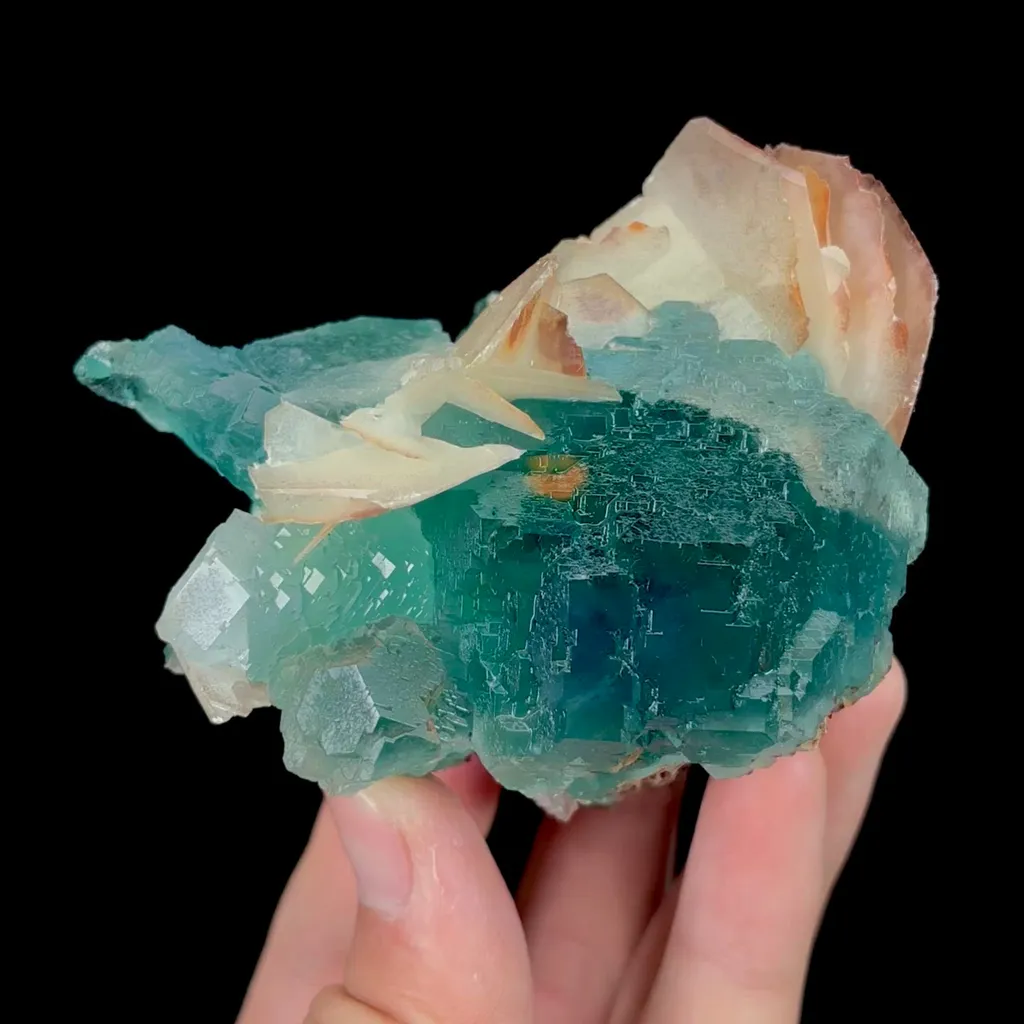 specimen video