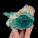 specimen video