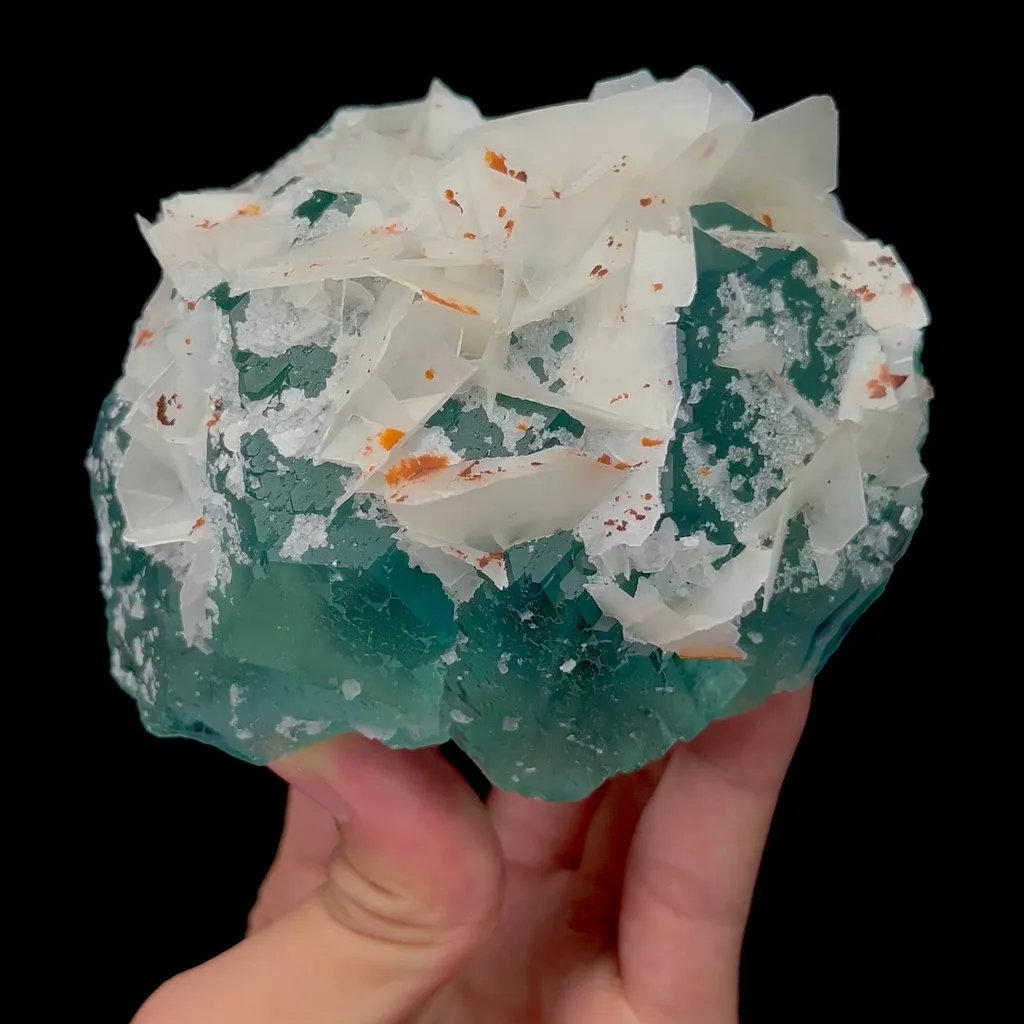specimen video