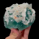 specimen video