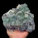 specimen video