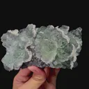 specimen video