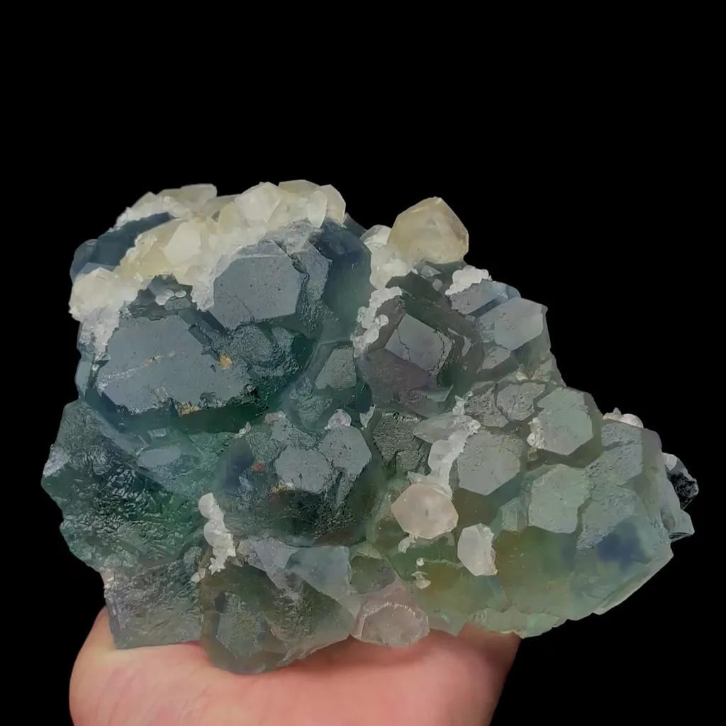 specimen video