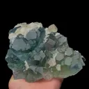 specimen video