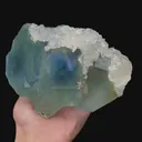 specimen video