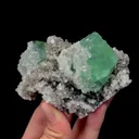 specimen video
